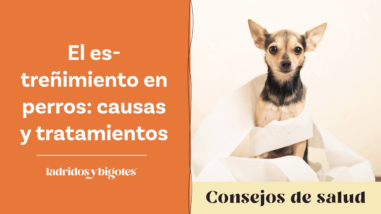 El estreñimiento en perros: causas y tratamientos