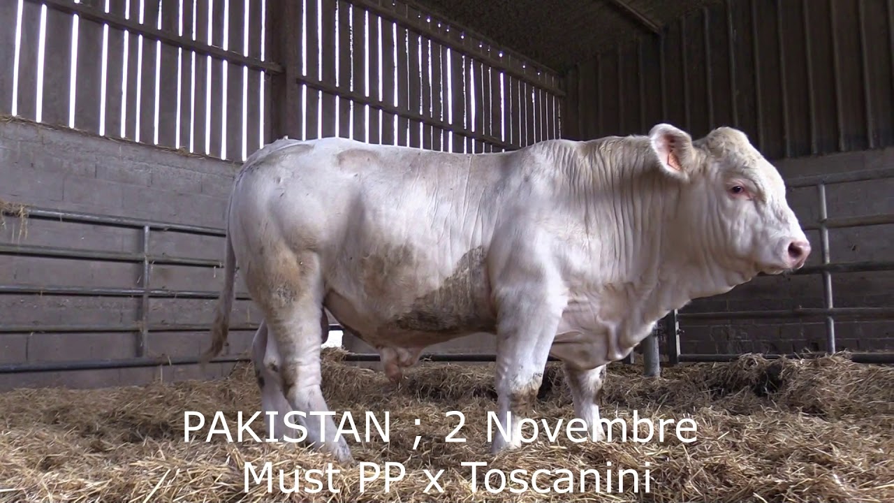 Elevage SCEA Lagaudrière