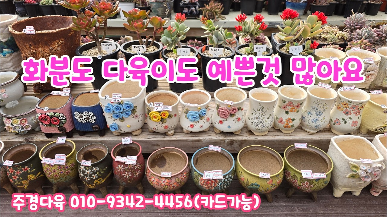260306📍#주경다육 로얄살루 멀티립스틱 원패초 만보 루스반크로프트 아방궁 팔천대철화 환엽송록 몰라코 옥연 아트델리