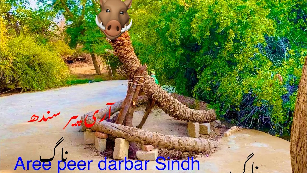 آری پیر سندھ پیر نے سانپ کو کھجور بنا دیا Aree peer Sind peer ne sanp khajor ban Diya سانپ یا کھجور 