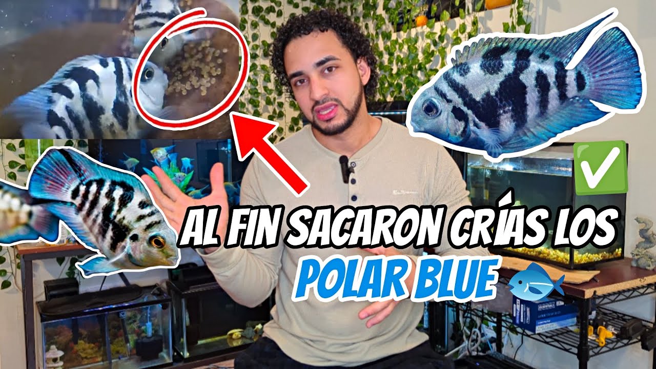 REPRODUCCIÓN 😱 De CICLIDO Polar BLUE 🐟