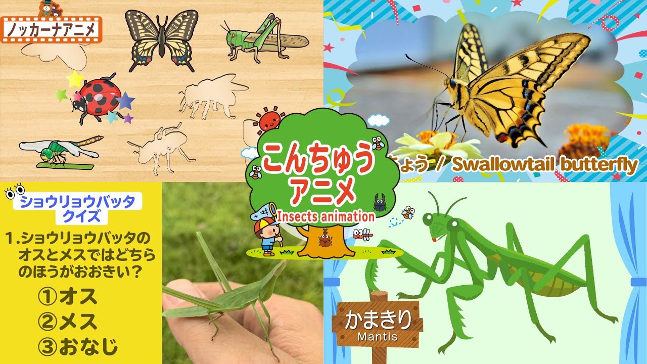 昆虫なにかな？パズル・クイズなど人気の昆虫知育アニメまとめ②【赤ちゃん・子供向けアニメ】Insects animation for kids