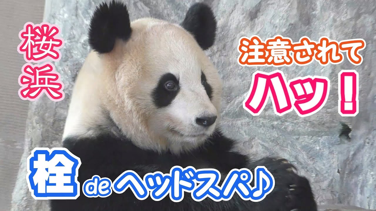 【栓でヘッドスパ!?】注意されてハッ！Σ(･ω･ )っとなる桜浜姉さん🌸【お姉さんパンダ】Giant Panda -Ouhin -