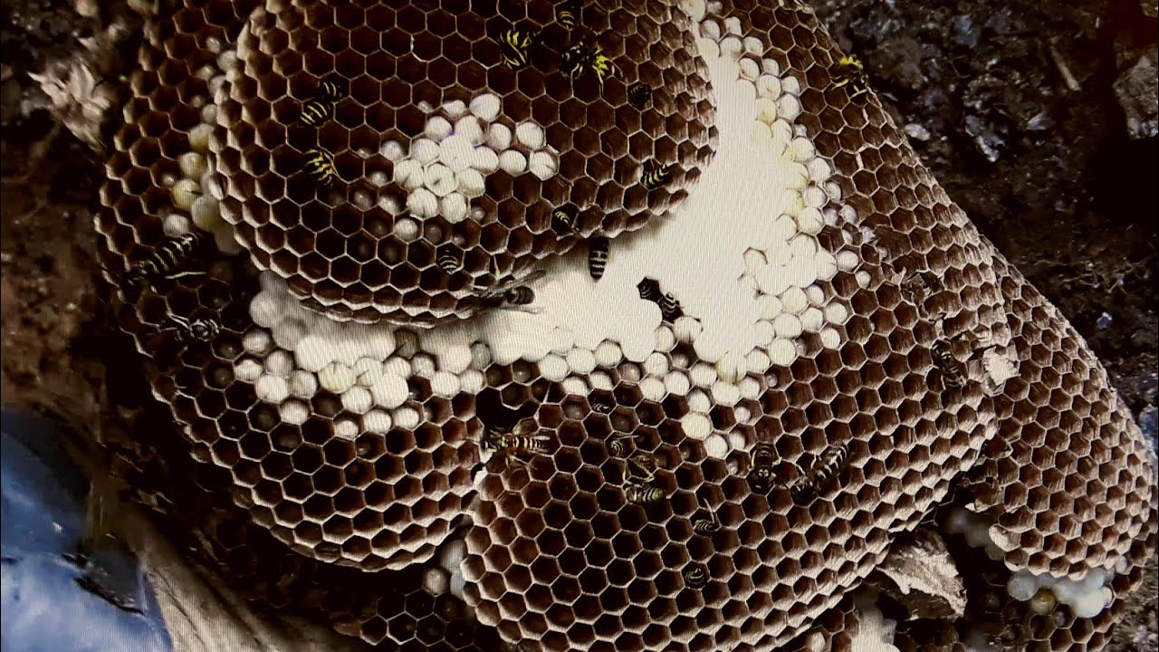 Police - Crazies - and Wasps OH MY - Ground Wasp Nest Removal