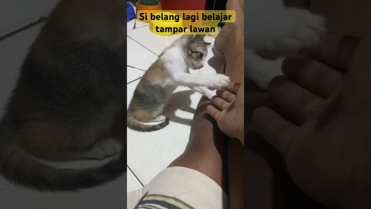 #kucing