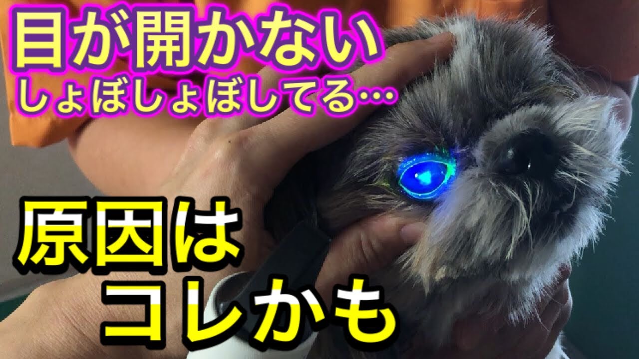 【犬も猫もすぐ病院へ！】突然目が開かなくなった時はコレが原因かも。