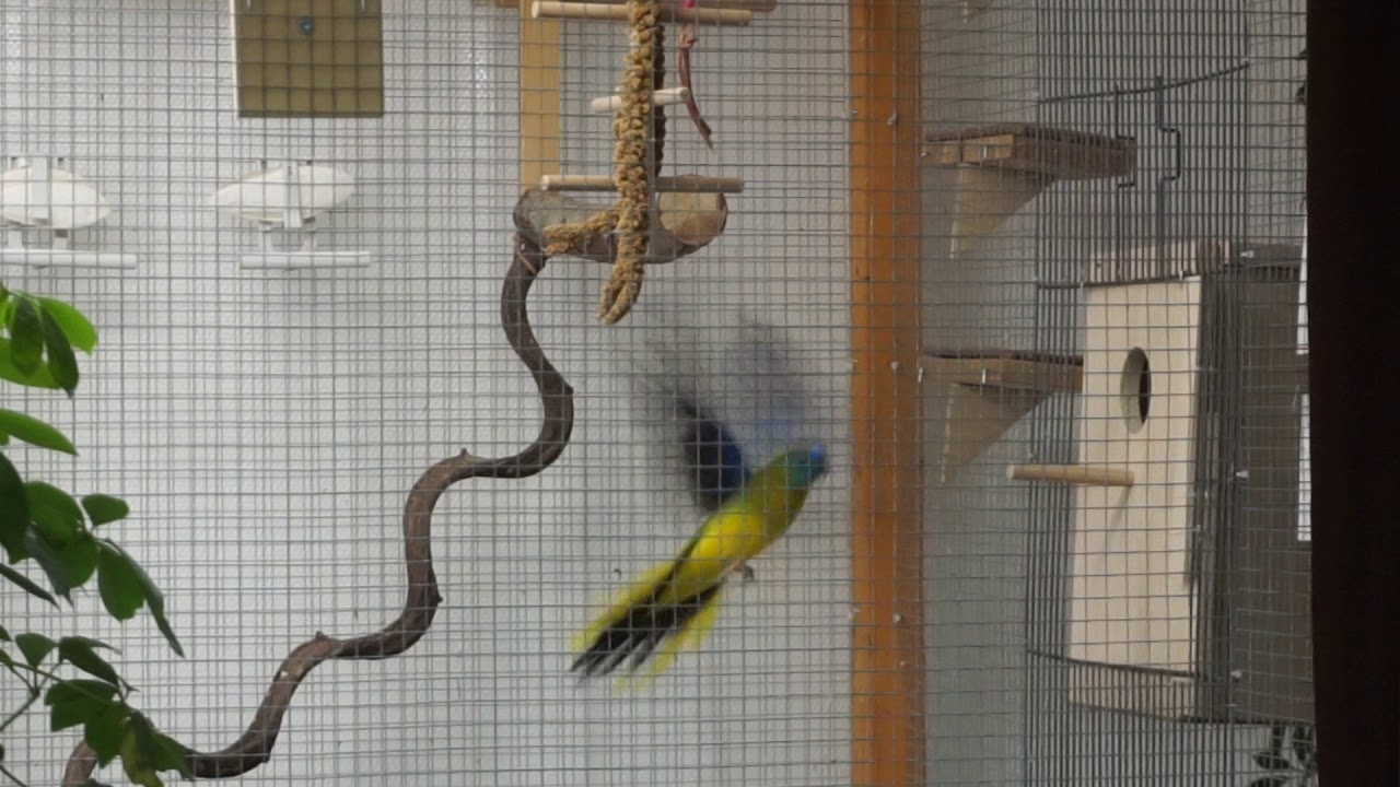Part 1: Turquoise parrots - Neophema Pulcella - choosing the nest (1)