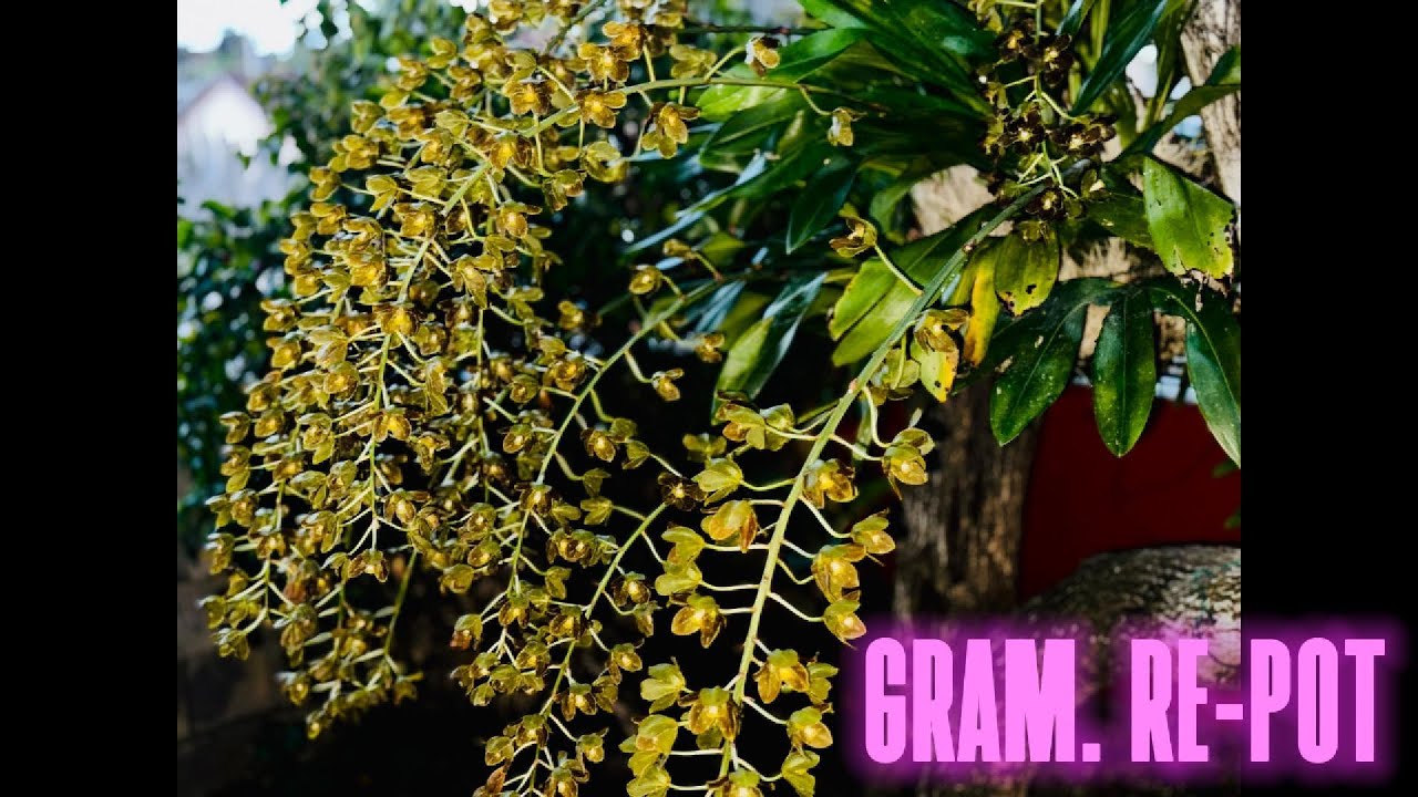 Grammatophylum Rescue post Hurricane Melissa #orchidgardeningdays
