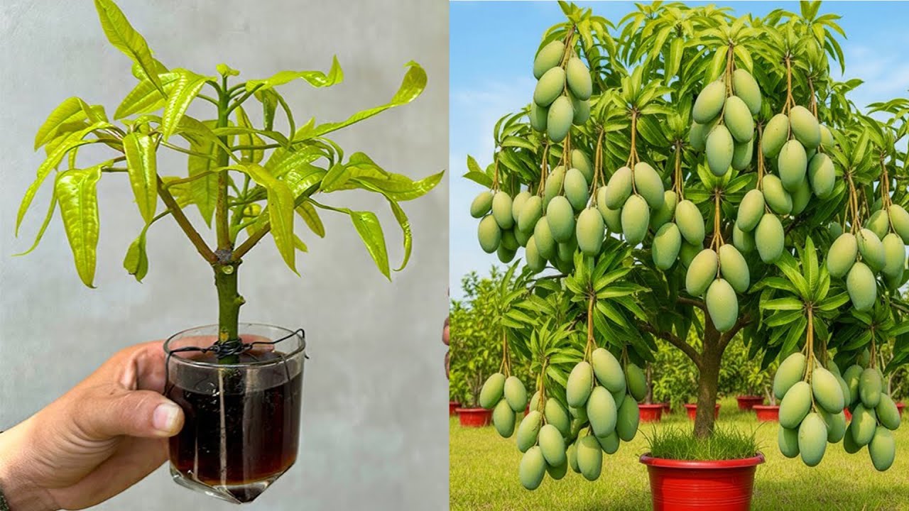 Mango propagation technique using coca and small onions produces 100 roots after 7 days.