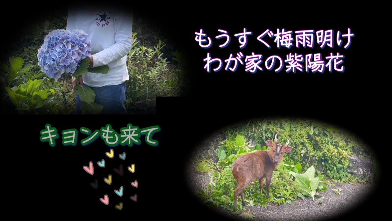 #キョンも来て6月の庭にて💜房総勝浦移住Life#79歳のmemory