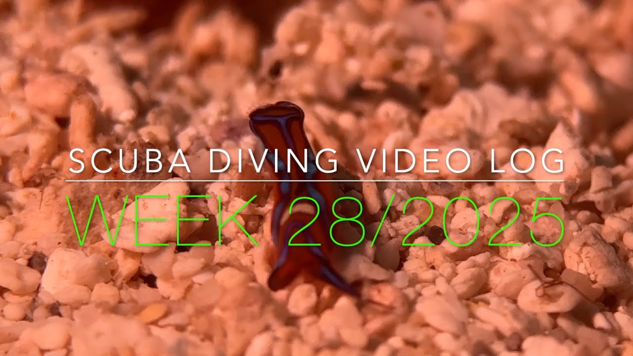 Scuba Diving St. Maarten Vlog - Week 28, 2025