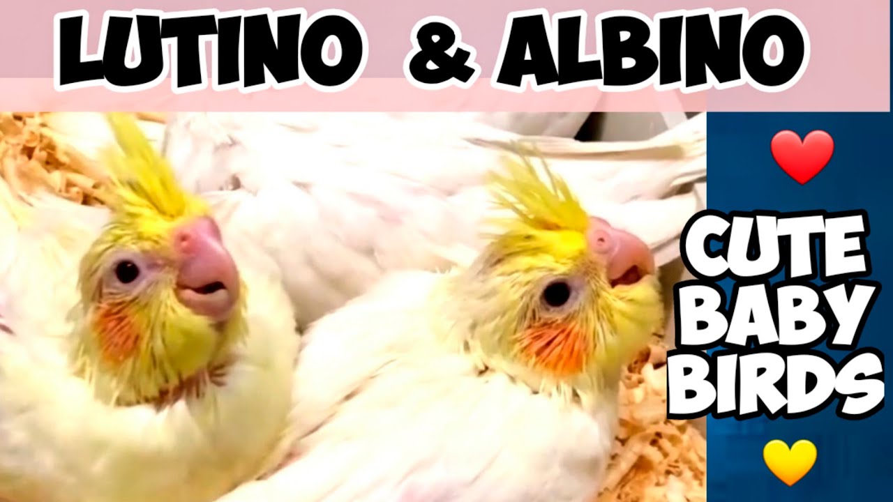 Beautiful Handfeeding Cockatiel Chicks || Albino & Lutino Cockatiel Babies || Growing Babies