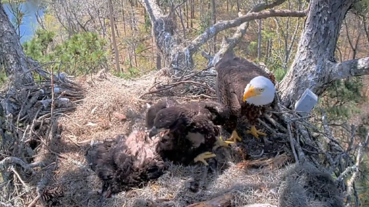 😲E3-O3 tries to attack on E3-O4 body after eat fish | Kisatchie National Forest | Mar 22, 2025