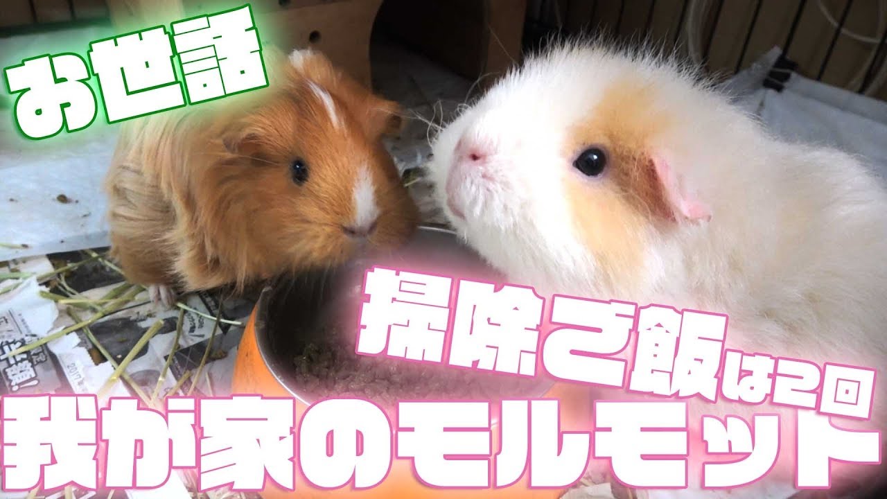 【モルモット】我が家のお世話はこんな感じです！【guineapig】
