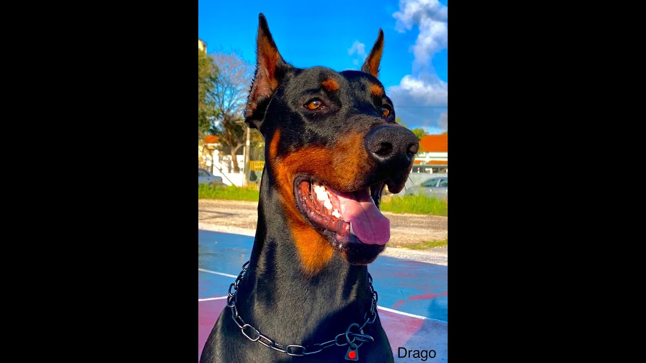 Doberman 14 months old basic obedience - Βασικές εντολές 14 μηνών