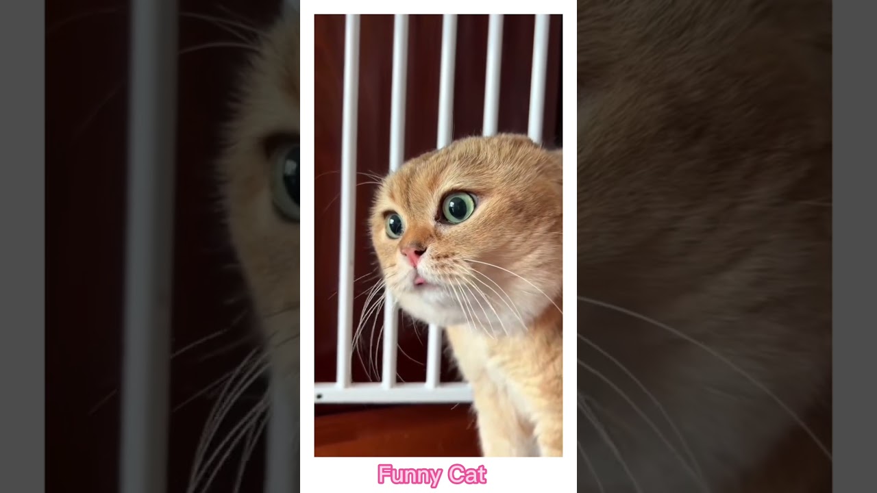 #Cool_cats                                                                  catscool168@gmail.com