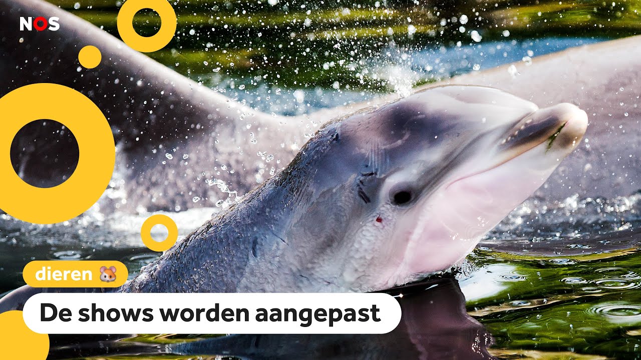 Dolfinarium laat dolfijnen en walrussen geen kunstjes meer doen