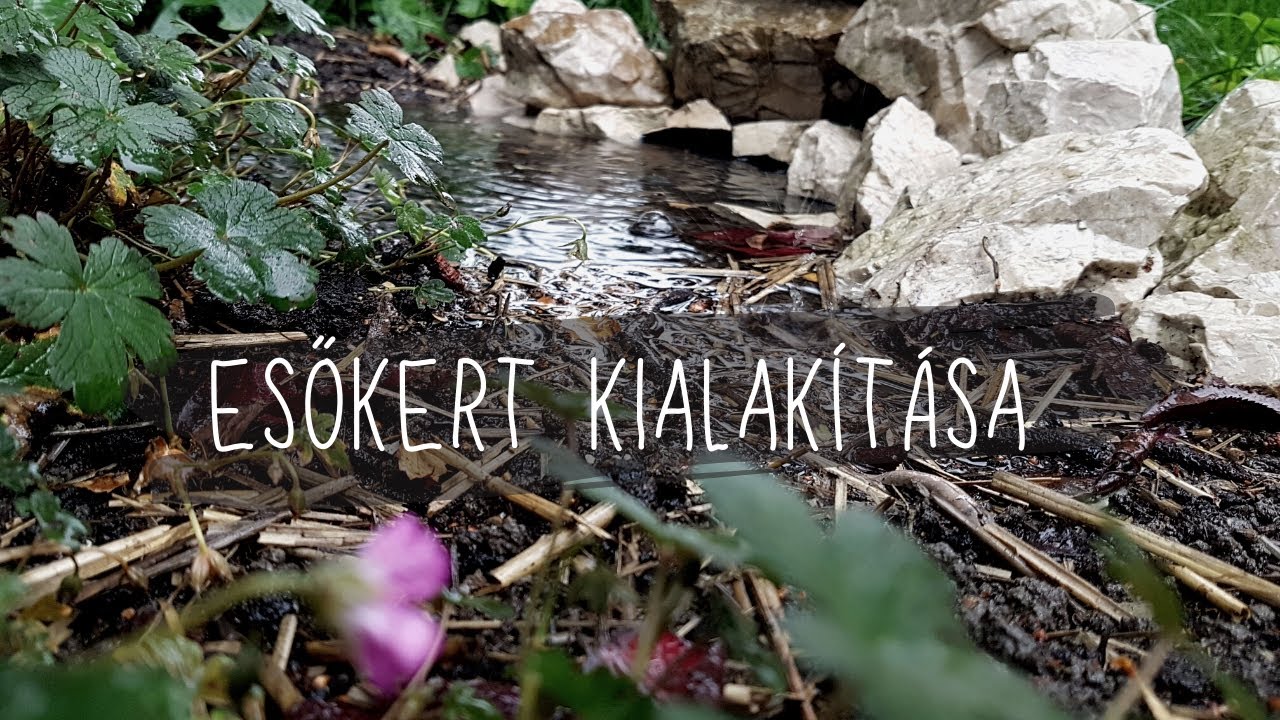 Esőkert kialakítása, kert a kertünkben