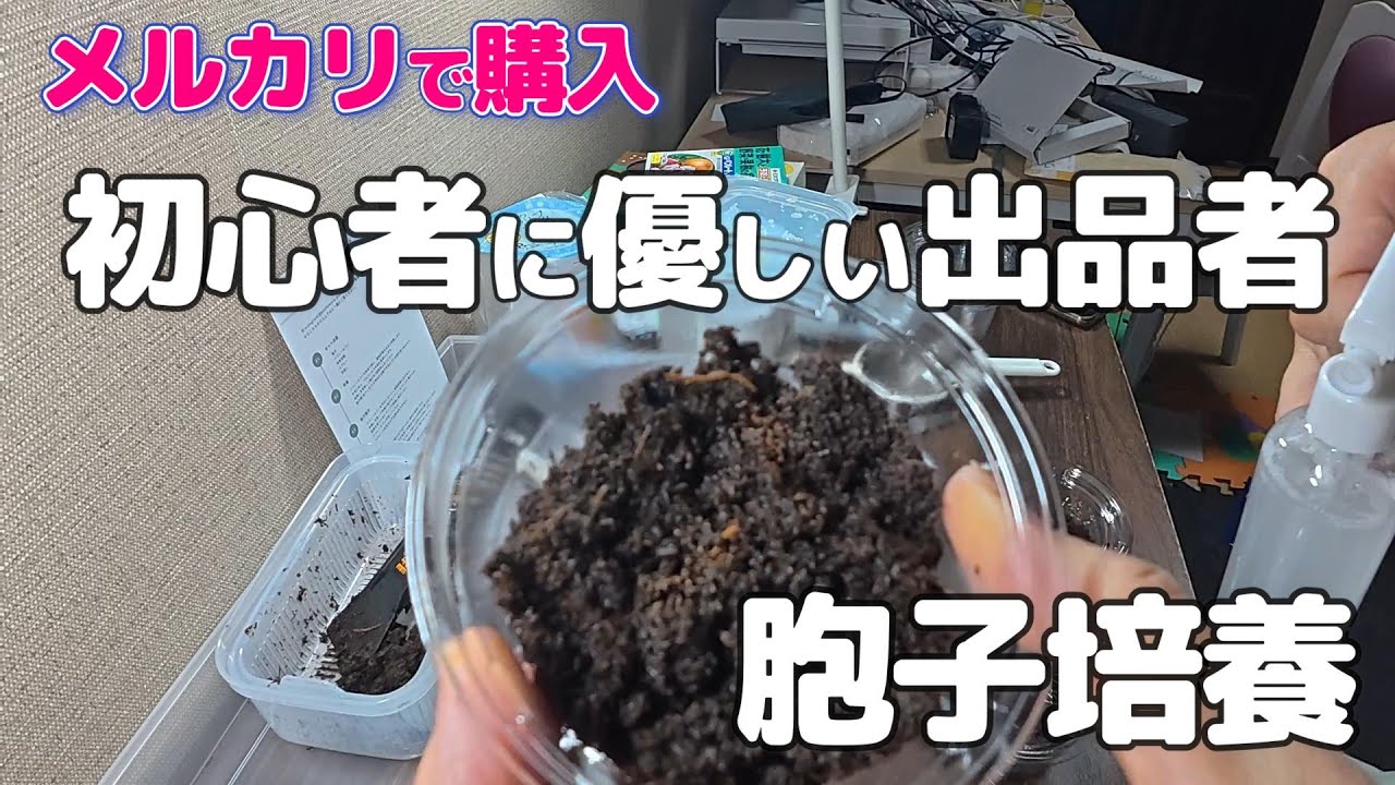 【毎日ビカクシダ】メルカリで高評価のお店で購入。初心者に優しい出品者発見。