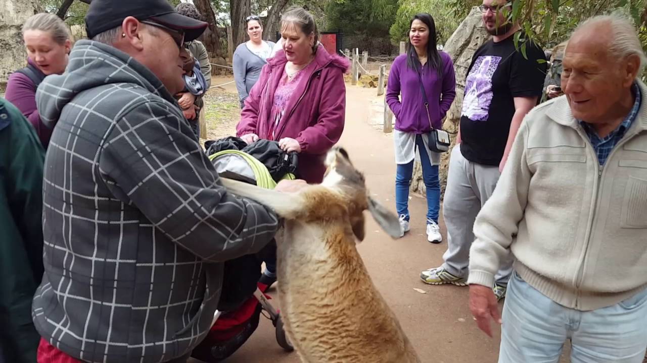 Kangaroo wants to fight! (Video 2)