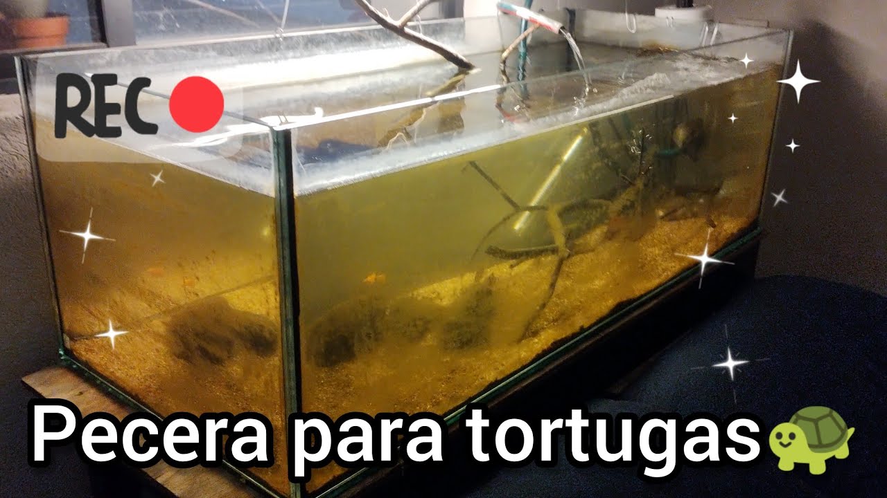 Consejos para tener una pecera con tortugas.🌵🙂🐢