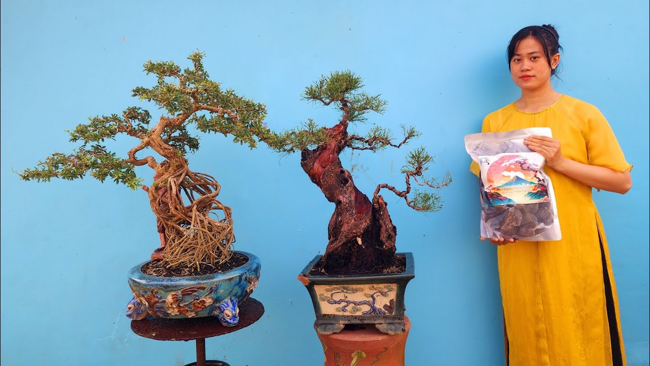 PAN CITY 598 🌺 Lên sóng hàng loạt Mai chiếu thủy Gò Công và phi lao, Linh sam giá quá êm 🦚