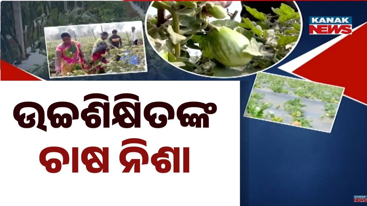 Bazaar Halchaal: From 1 Acre to 15 Acres! Inspiring Farming Success Story of Two Friends in Koraput