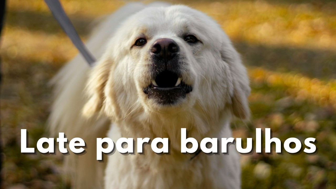 Latido para Barulhos: Como Fazer Seu Cachorro Parar de Latir (Método Passo a Passo)