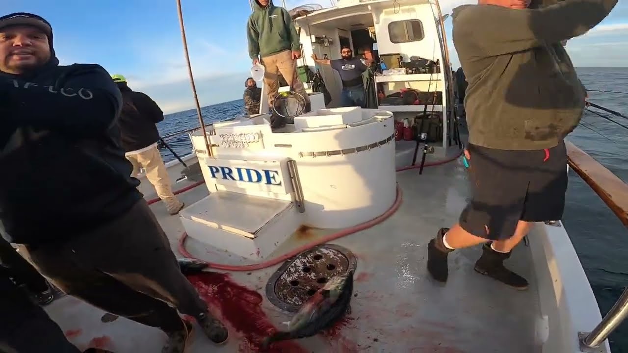 Pride Tuna Rough