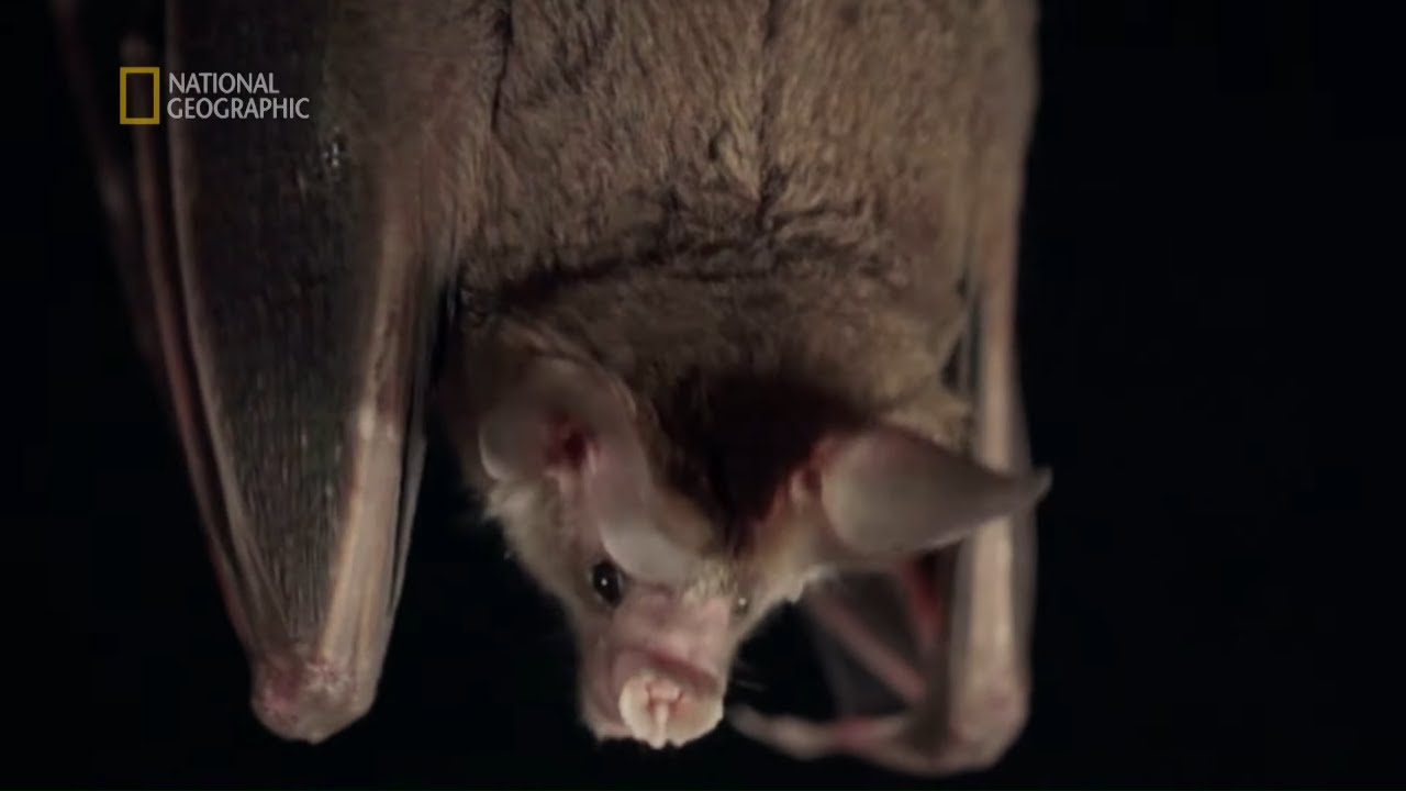 Zobacz jak zwierzęce wirusy przeniosły się na człowieka [Ebola: Strefa zagrożenia]