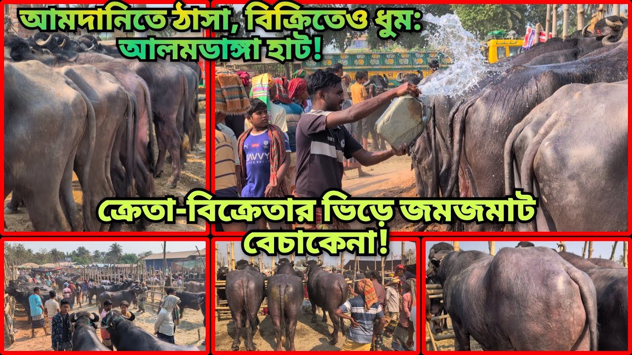 আলমডাঙ্গা হাটে মহিষের রাজত্ব: ক্রেতা-বিক্রেতার ভিড়ে জমজমাট বেচাকেনা আজ! #buffalopriceinbangladesh 