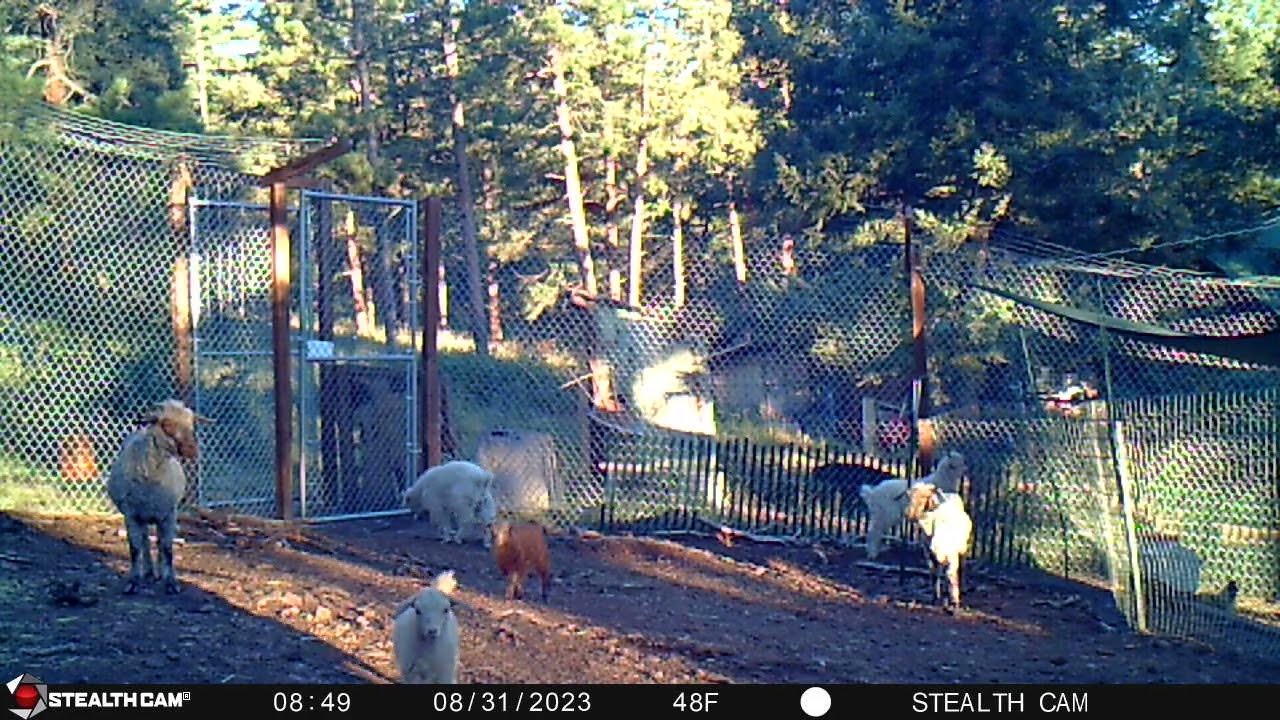 Morning farm sounds! #colorado #farmlife #angora #goats