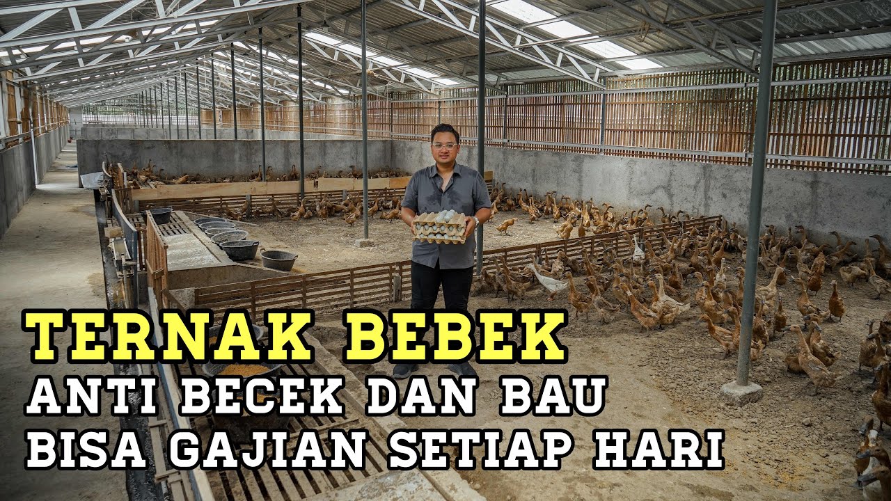 Cepat Pecah Telur! Ternak Bebek Sistem Kandang Kering Intensif 'Pertiwi Farm'