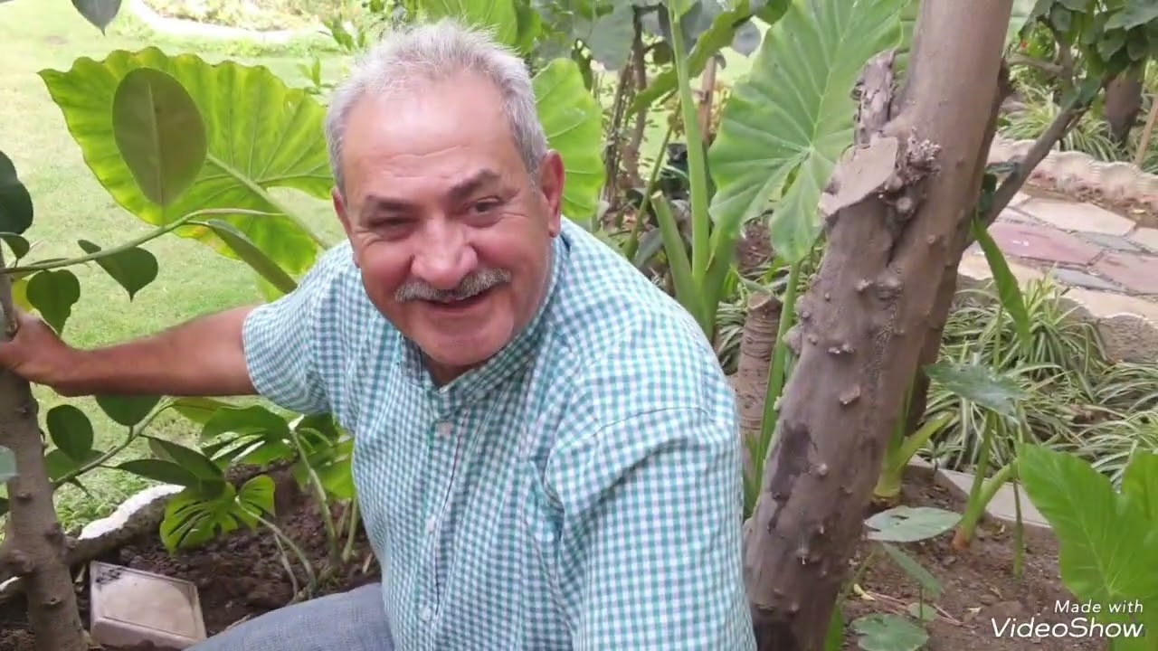 نبات المطاط وطرق اكثاره والعناية به ⚘️جنتي حديقتي⚘️