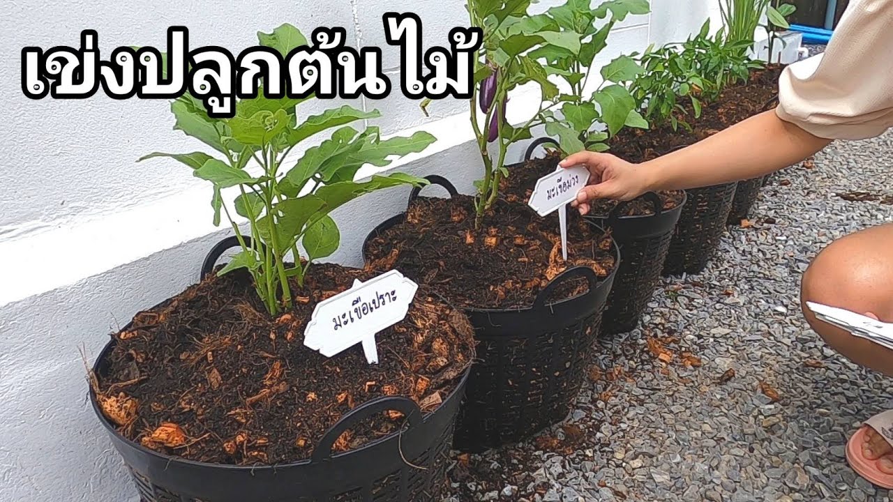 ปลูกต้นไม้ในเข่ง | AORGANIC