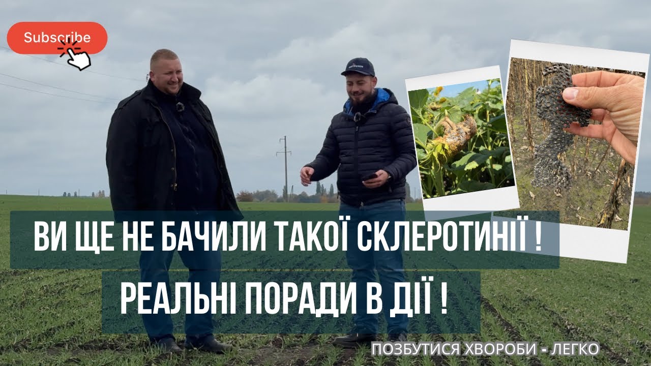 Ця хвороба знищила гектари посівів — агроном пояснює, як діяти! СКЛЕРОТИНІЯ АТАКУЄ!
