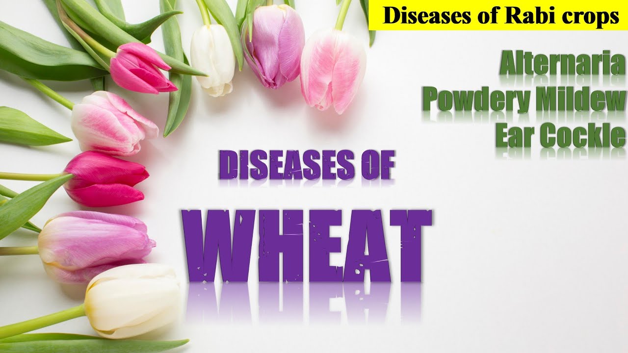 Diseases of Wheat | Alternaria, Powdery Mildew, Ear Cockle