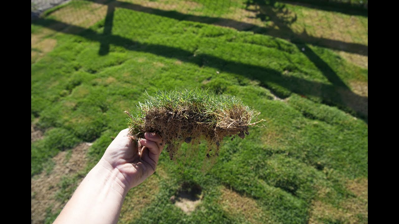Tahoma 31 Update // Scalp & Topdress