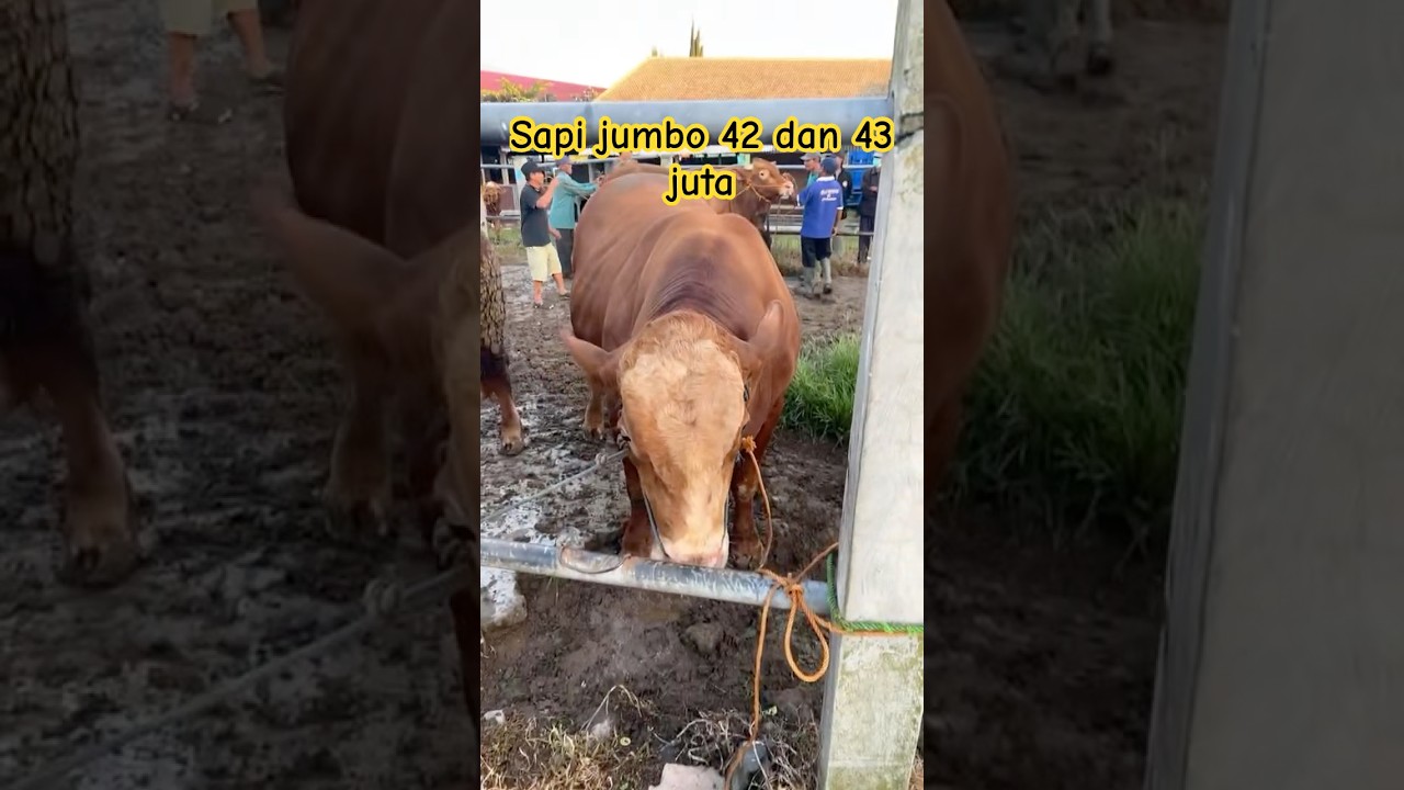 2 sapi raksasa pasar wage plaosan Magetan