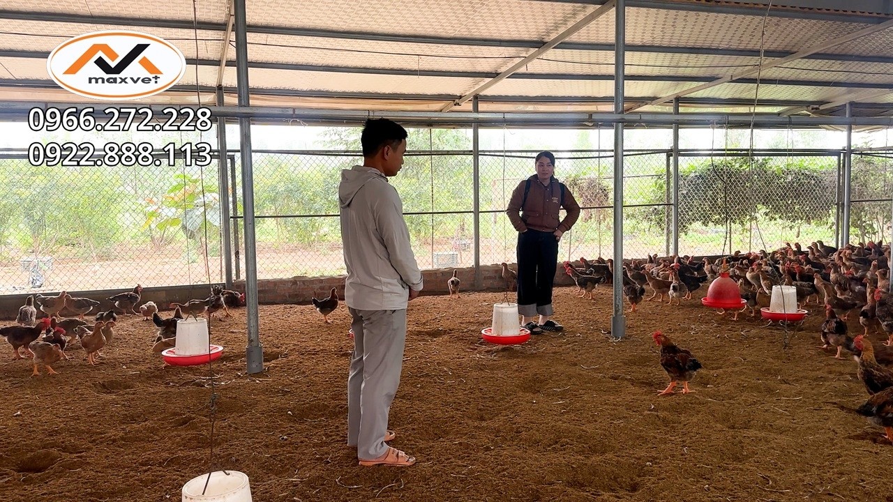 Khi chẩn đoán điều trị bệnh hen khẹc cho gà cần lưu ý những nguyên nhân gì?và kinh nghiệm thực tế
