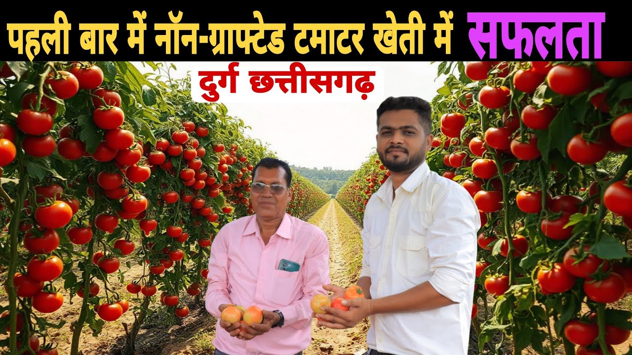 पहली बार में नॉन-ग्राफ्टेड टमाटर से सफलता!Non-Grafted Tomatoes: Huge Harvest Tips