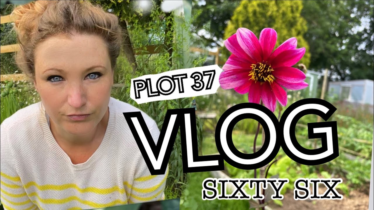 Hungover, Chopping down the Field Beans and Sowing for seeds for Autumn || Plot 37 (Episode 66)
