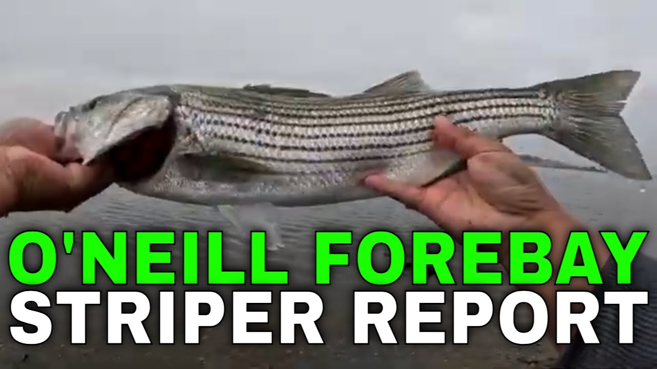 Striper Fishing Report November 26, 2025 At O'Neill Forebay