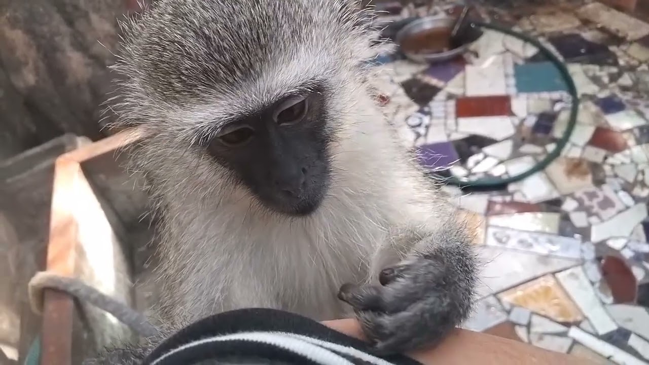 ASMR Sleep Relax Baby Monkey Lollipop Primal Instinct Manicure Scratching Crusts Softly Biting #asmr
