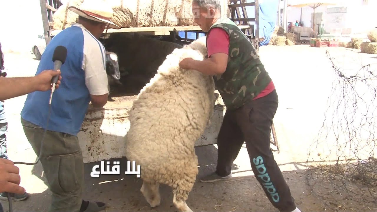 علوش مكثر سلعة عملااقة بأسعار استثنائية..في المقابل علوش يضرب في الحليب بنصف مليون..ماذا يحـ ـدث؟