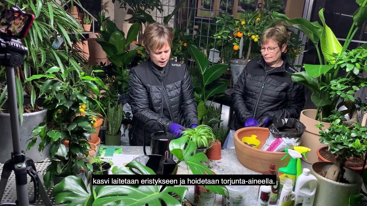 Sundin Puutarhakoulu OSA 4: Viherkasvien mullanvaihto