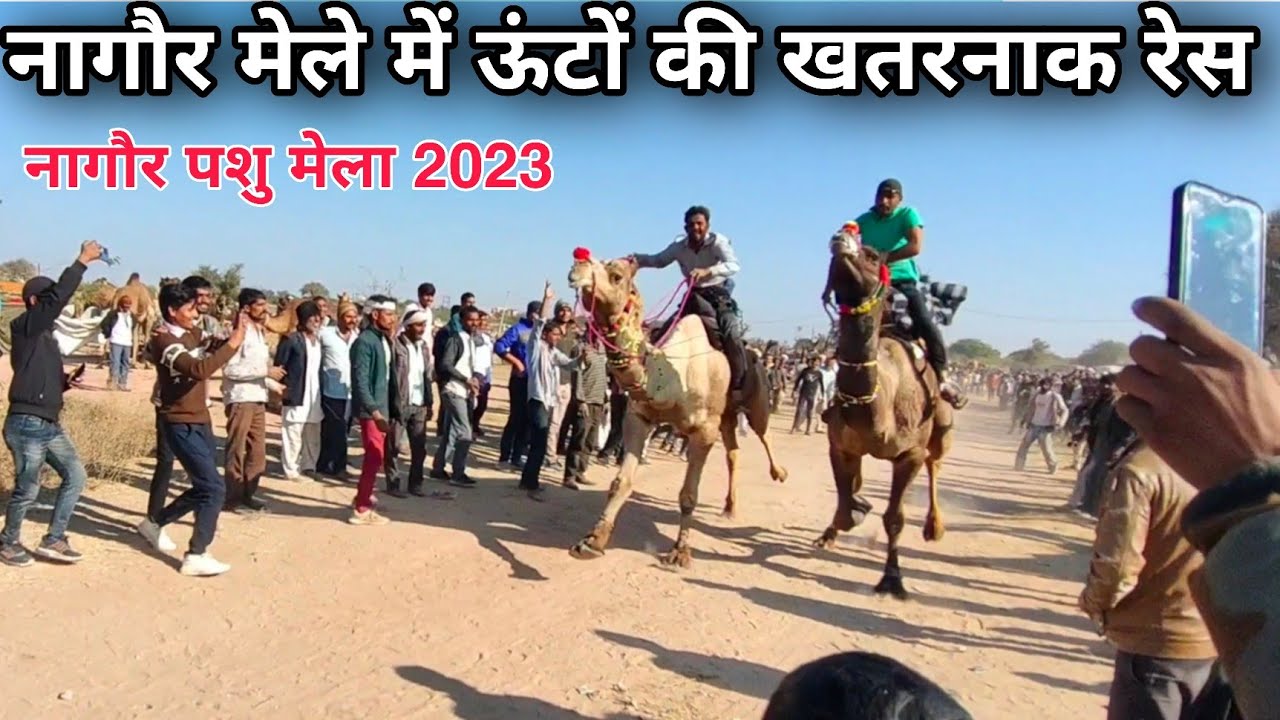 नागौर मेले में ऊंटों की खतरनाक रेस | Nagaur pashu mela 2023 | Nagaur mela 2023 | नागौर पशु मेला 2023