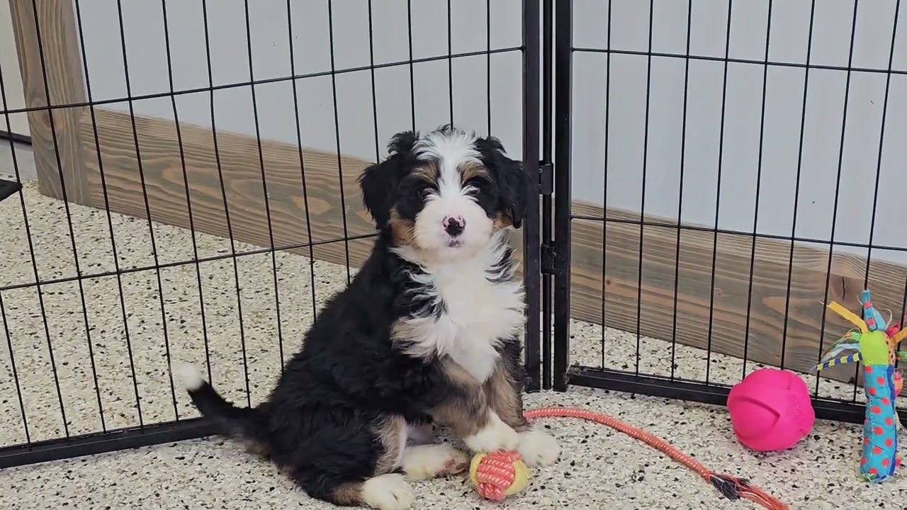 Bindi mini bernedoodle puppy 