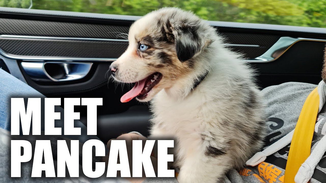 Meet Pancake. My New Australian Shepherd Puppy.