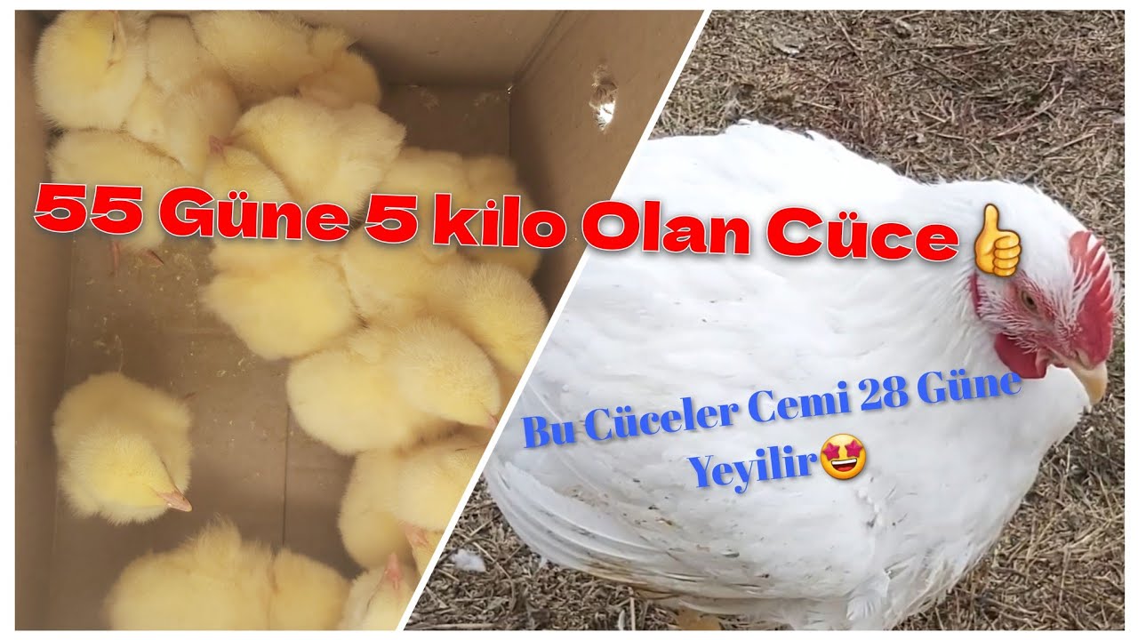 28 Güne Kesilen Ross 308 Cucelerden Aldiq❗Nece Baxilmalidir❓